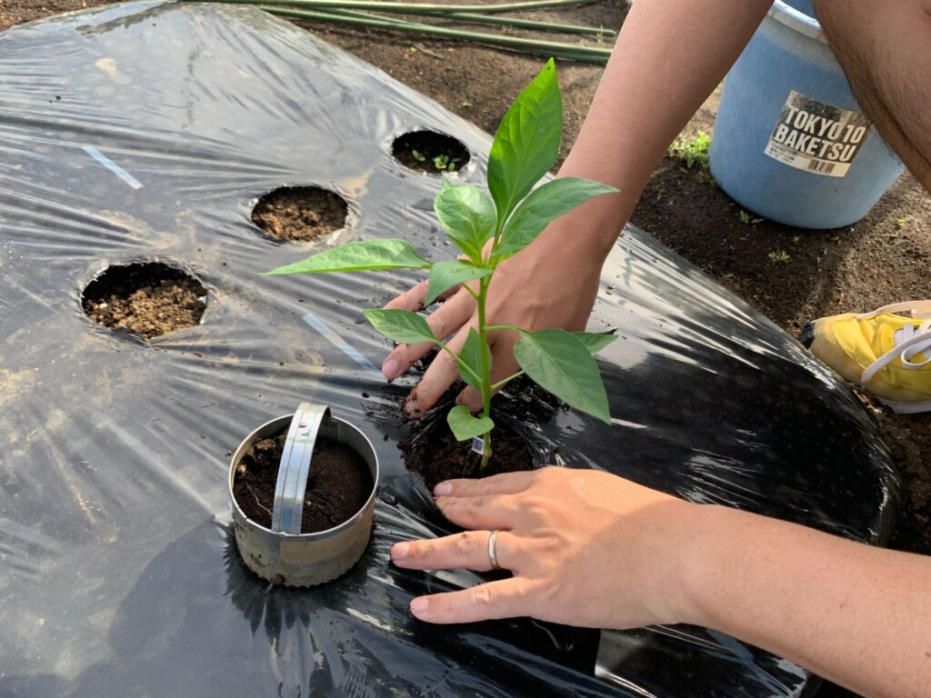 水をたっぷり浸したあとに植え付け