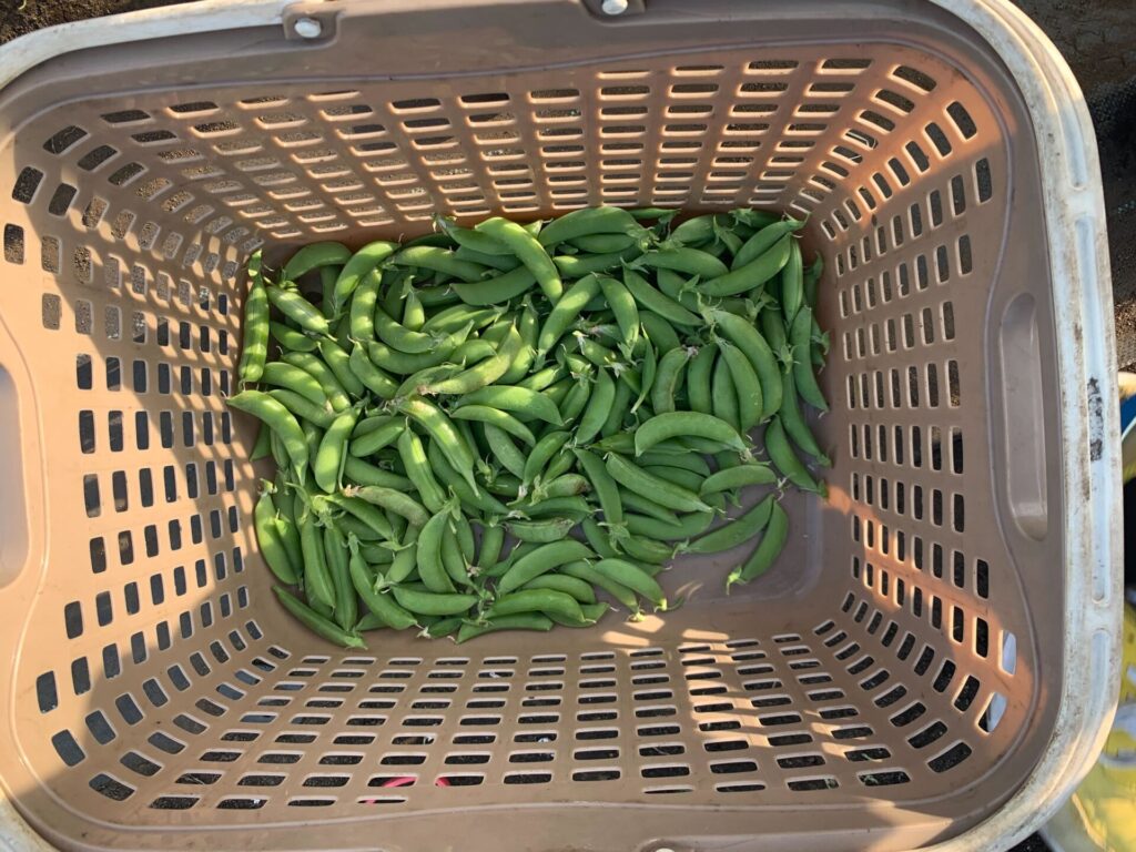 大量のスナップエンドウを収獲!