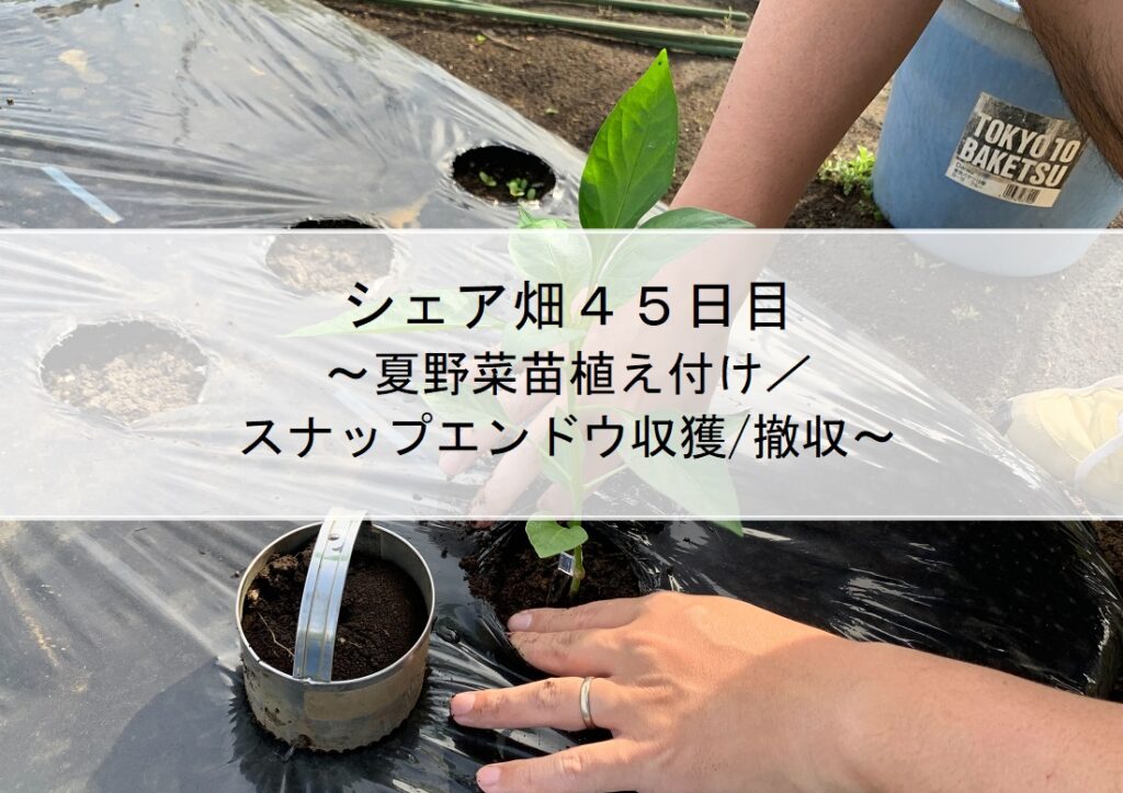 シェア畑４５日目～夏野菜苗植え付け／スナップエンドウ収獲/撤収～