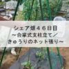 シェア畑４６日目～合掌式支柱立て／きゅうりのネット張り～