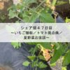 シェア畑４７日目～いちご撤収／トマト斑点病／夏野菜お世話～