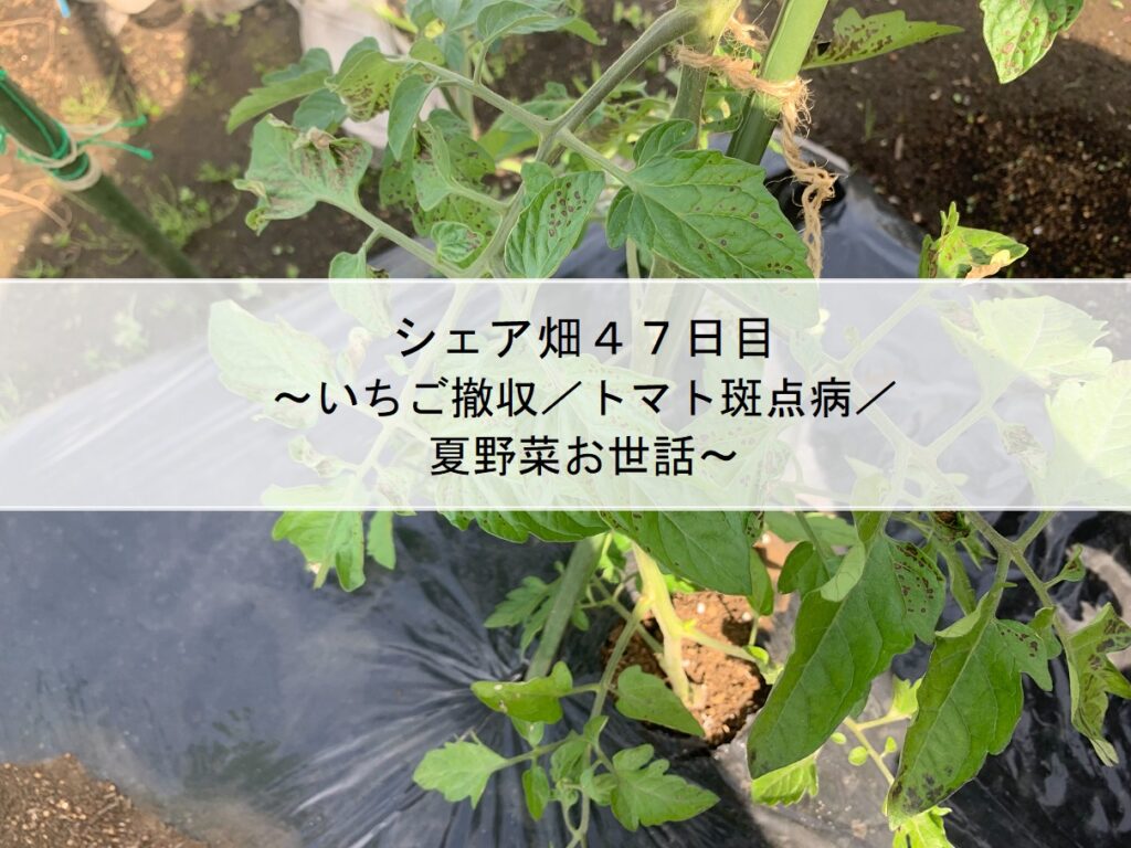 シェア畑４７日目～いちご撤収／トマト斑点病／夏野菜お世話～