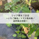 シェア畑４７日目～いちご撤収／トマト斑点病／夏野菜お世話～