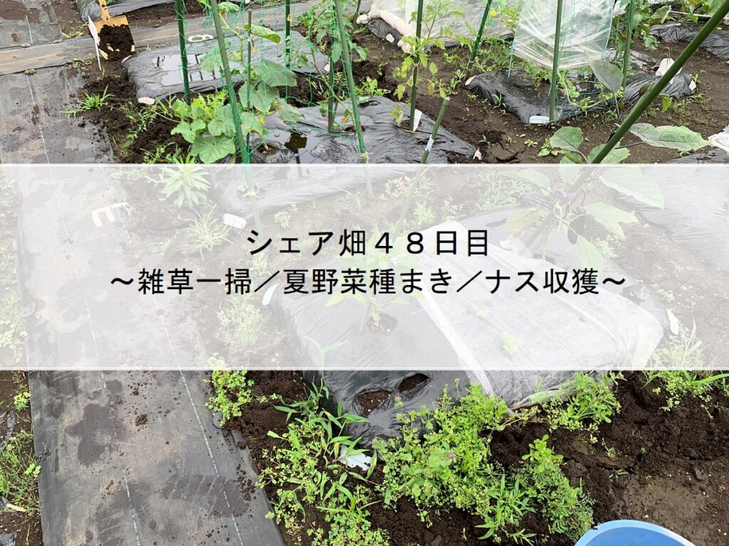 シェア畑４８日目～雑草一掃／夏野菜種まき／ナス収獲～