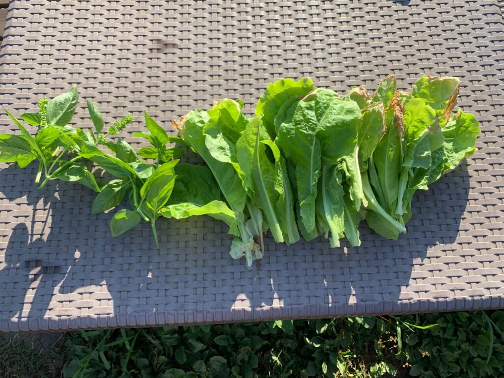 収穫した野菜（バジル、サンチュ）