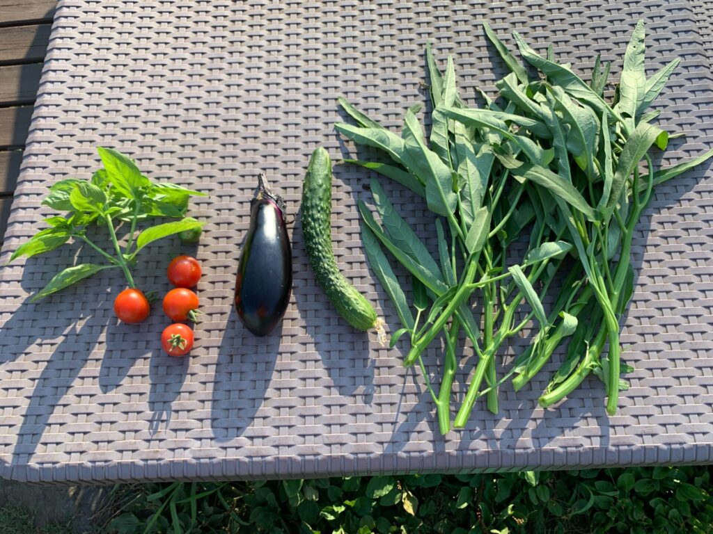 収穫した野菜（バジル、トマト、ナス、きゅうり、クウシンサイ）
