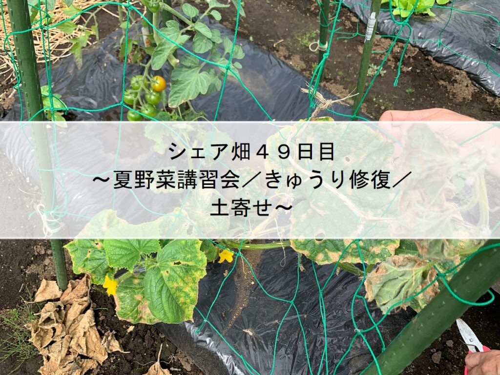 シェア畑４９日目～夏野菜講習会／きゅうり修復／土寄せ～