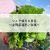 シェア畑５０日目～夏野菜追肥／収穫～