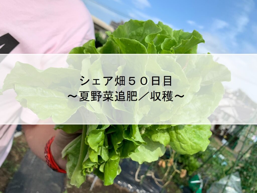 シェア畑５０日目～夏野菜追肥／収穫～
