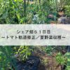 シェア畑５１日目～トマト軌道修正／夏野菜収穫～