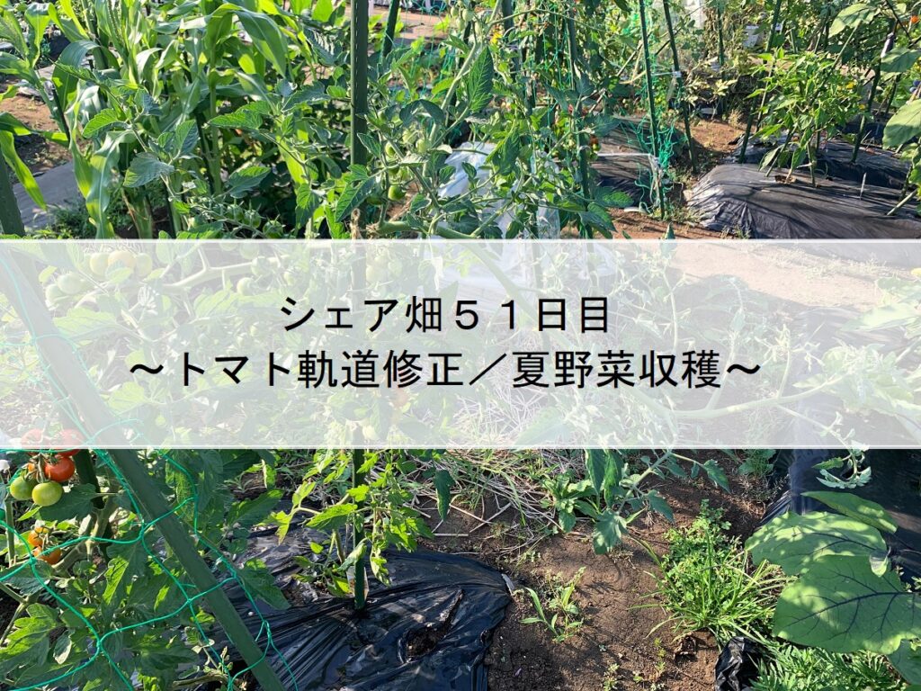 シェア畑５１日目～トマト軌道修正／夏野菜収穫～