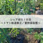 シェア畑５１日目～トマト軌道修正／夏野菜収穫～