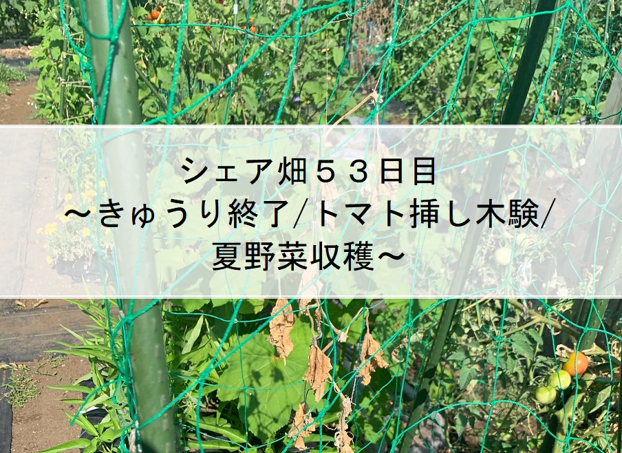 シェア畑５３日目～きゅうり終了/トマト挿し木実験/夏野菜収穫～