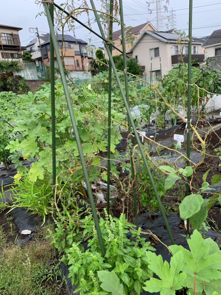 一部花をつけていますが、大本が枯れてしまったトマト