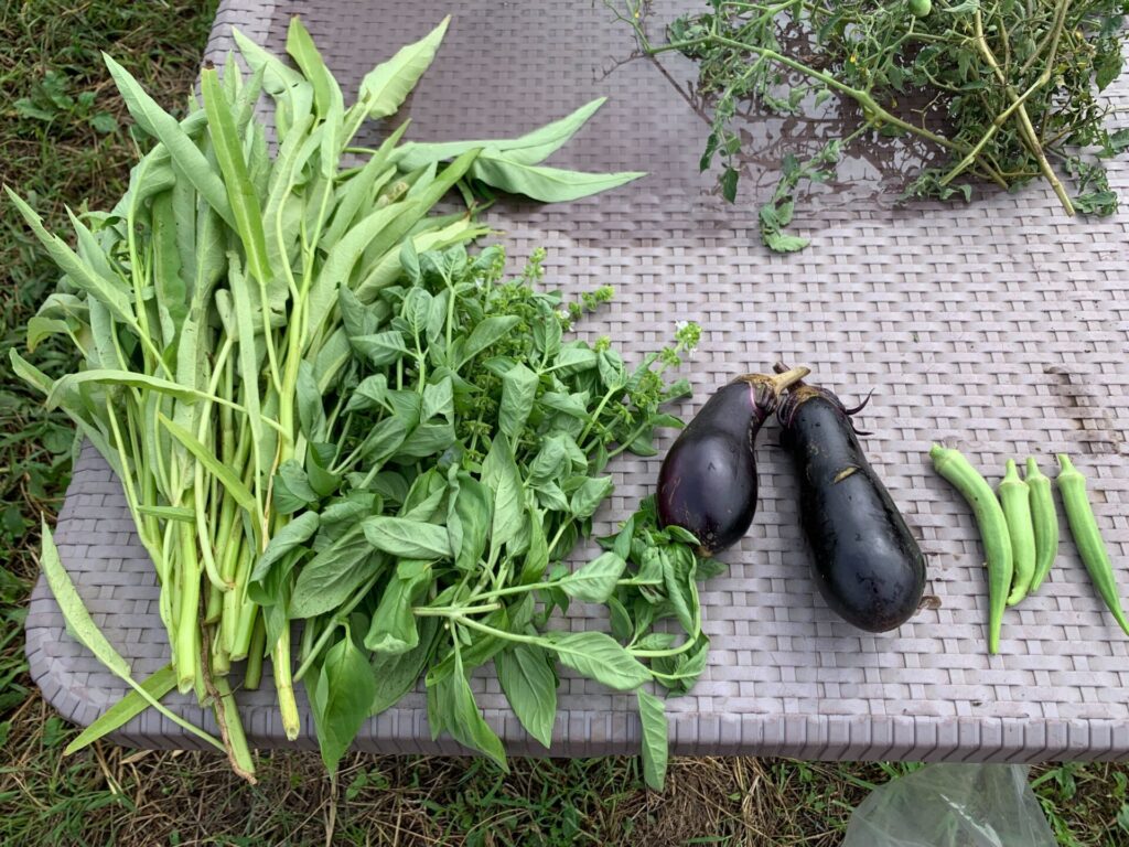 収穫した野菜（クウシンサイ、バジル、ナス、オクラ）